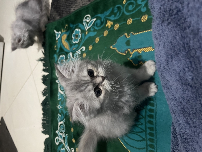 Persian chanchilla