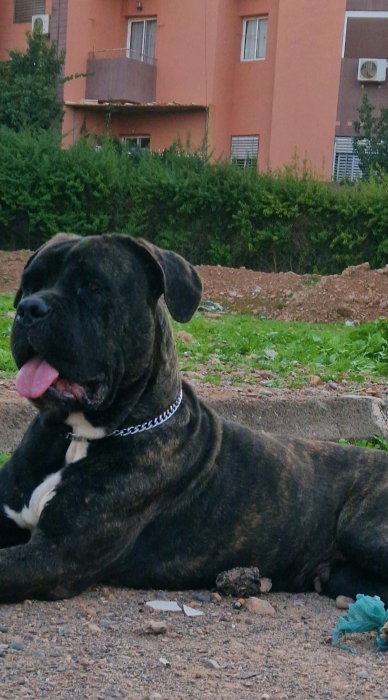 Chiots Cane corso