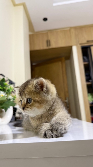 British shorthair et Scottish Fold