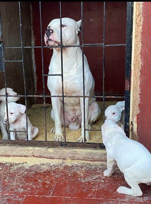 Dog argentin