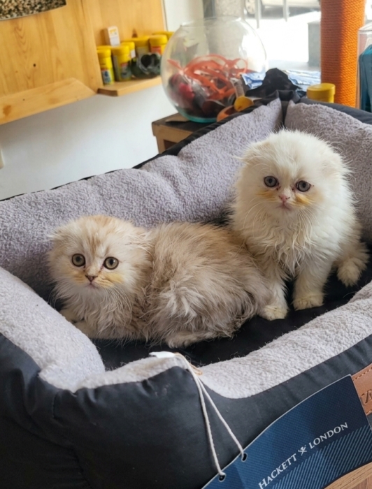 Highland fold (scottish fold)