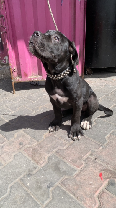 Cane corso pure race