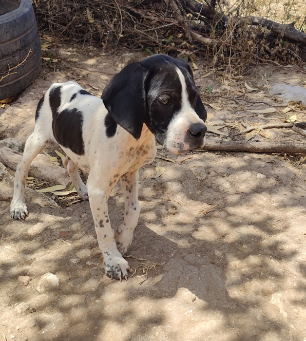 Chien de chasse pointer anglais