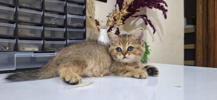 British shorthair male Golden tabby