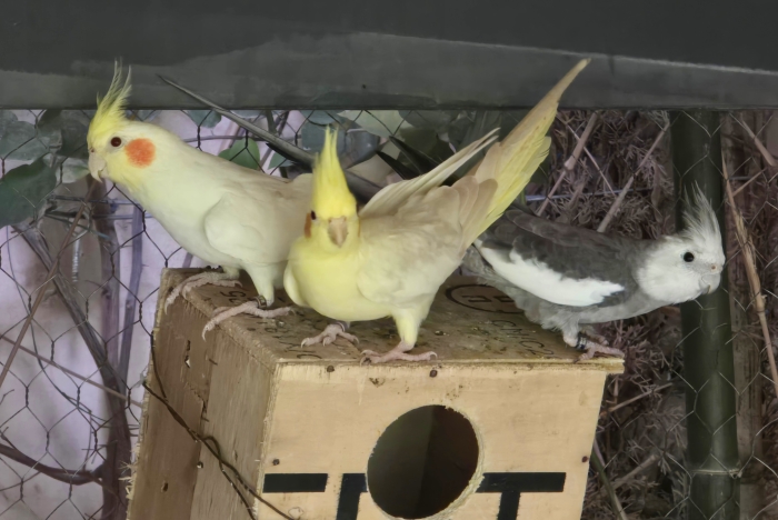 Vente 31 oiseaux