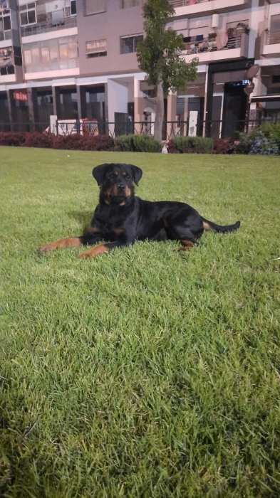 Super femelle rottweiler race pure