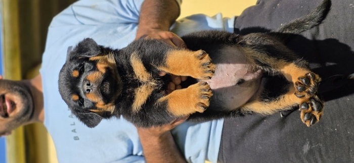 Top ROTTWEILERS avec un excellent PEDIGREE
