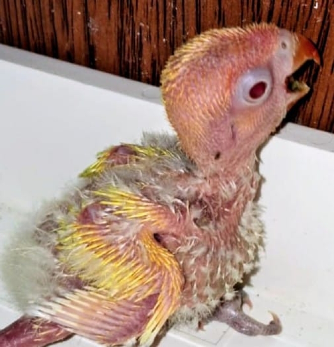 Vente Inseparables dressage