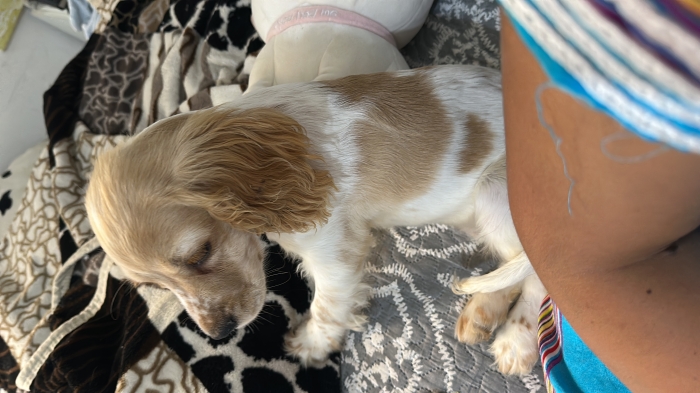 Cocker Spaniel femelle