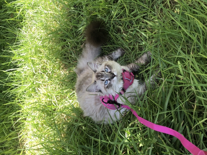 Chat Sibérien à Adopter (Femelle Vaccinée et Stérilisée)