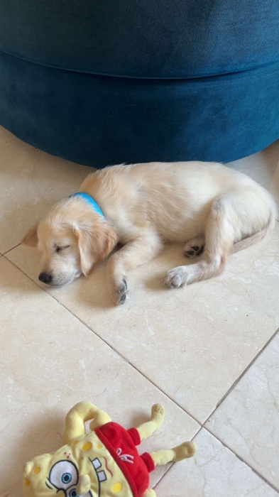 Chiot Golden Retriver Femelle