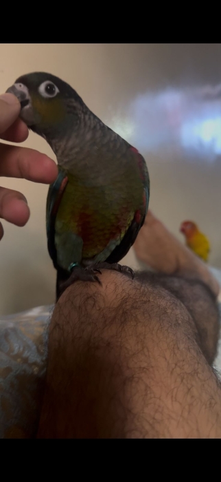 Molina Perlata