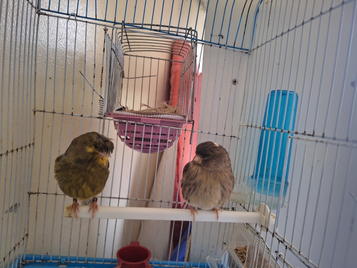 Couple canari closter