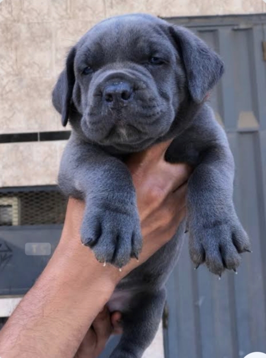 Super chiots cane corso race pure