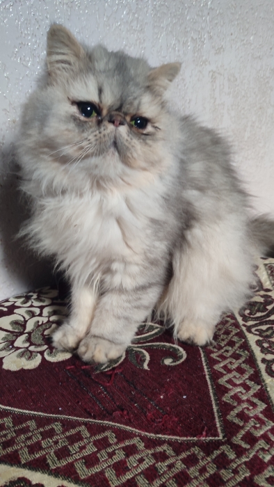 Femelle persan chinchilla