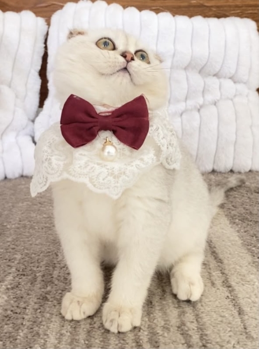 Chatons Scottish Fold silver mâle