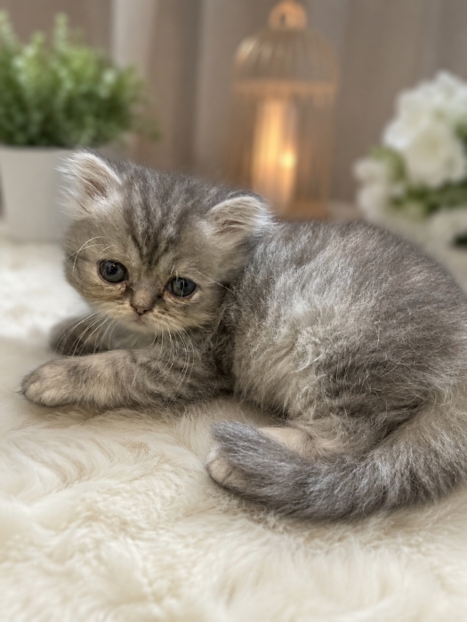 Persian chinchilla