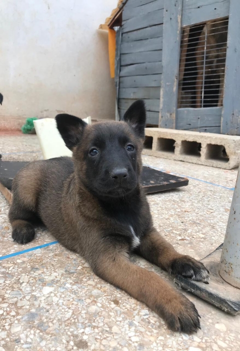 Des chiots malinois pure race son père pedegre