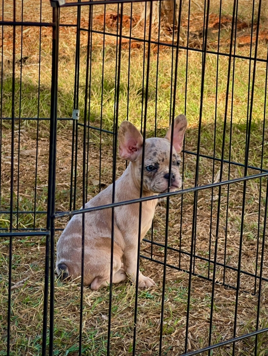 Bulldog français