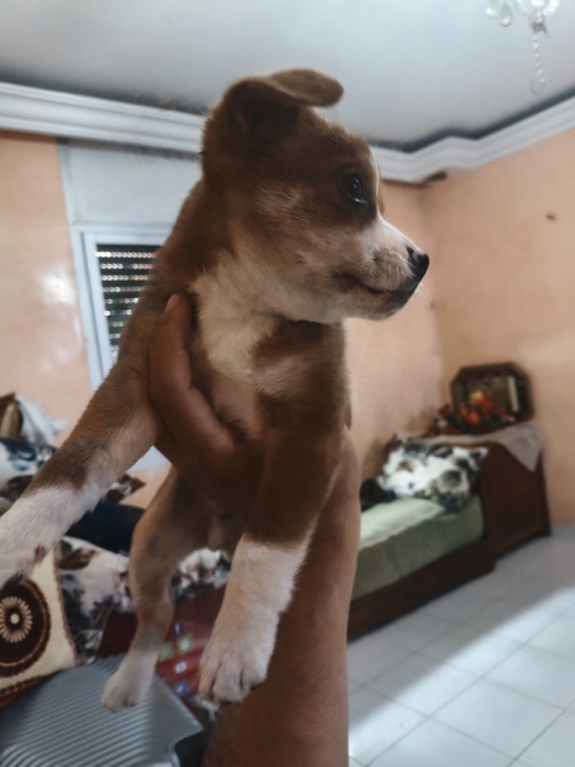 Vend male chiot Pikinois vaccine de 50j