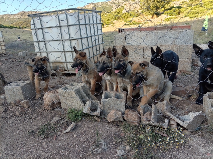 Chiots Bergers Malinois x Berger Hollandais (15 semaines)