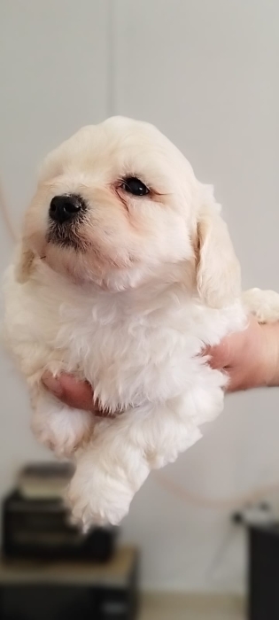 Bichon maltais nain