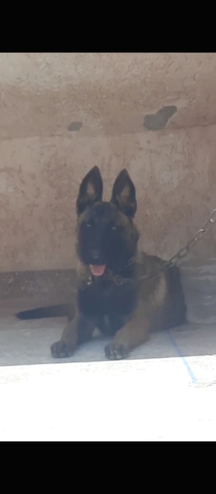 Femelle malinois charboni