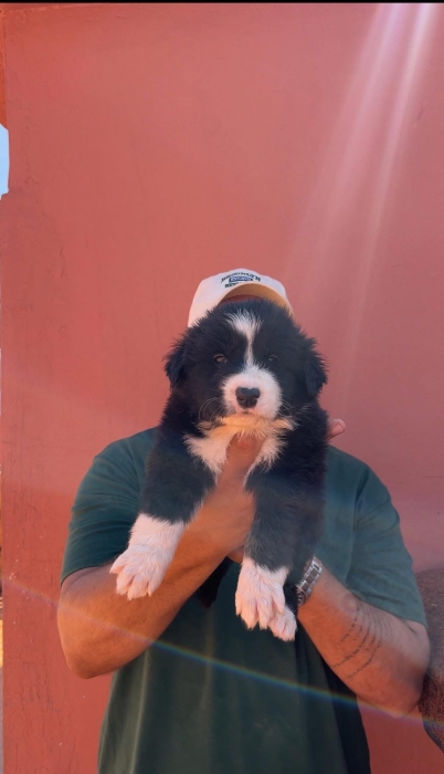 Chien d’atlas (aidi atlas)