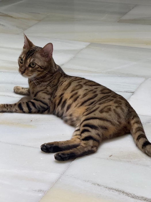 Chat Bengale