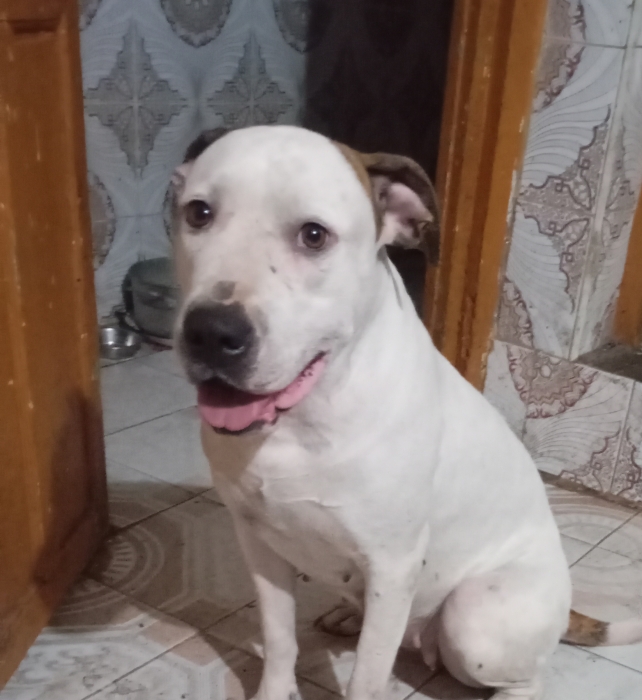 dogo croisée Staff