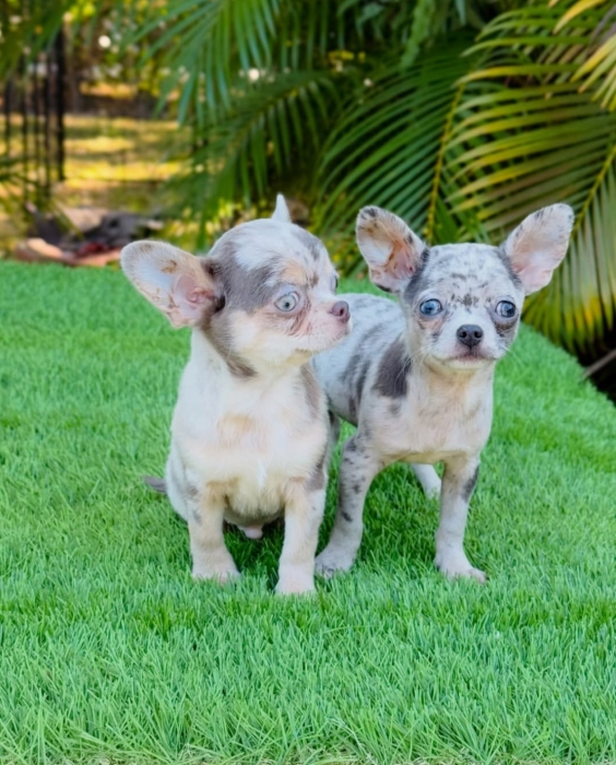 Chihuahua toy exotique