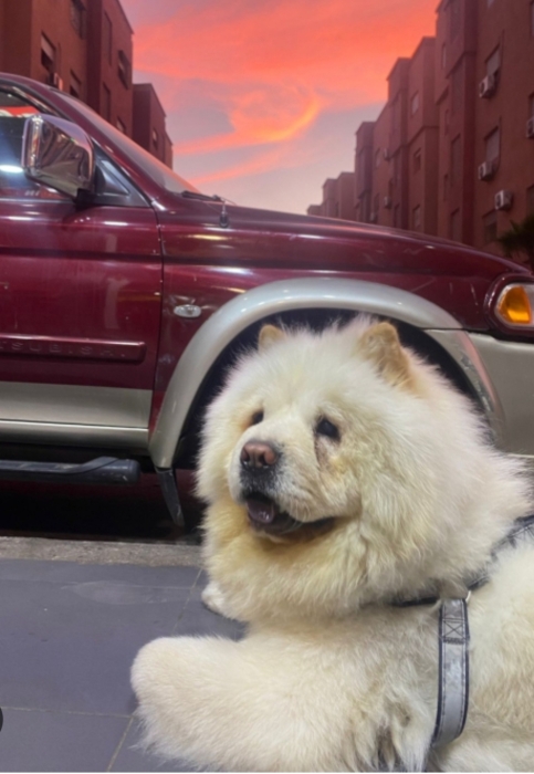 Super male chow chow race pure