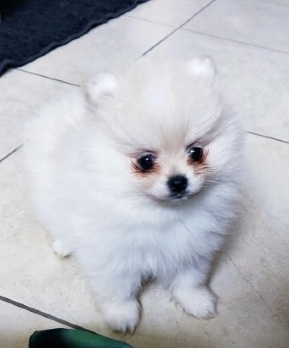 Spitz nain