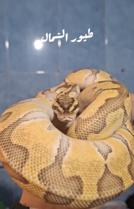 Serpent ball python