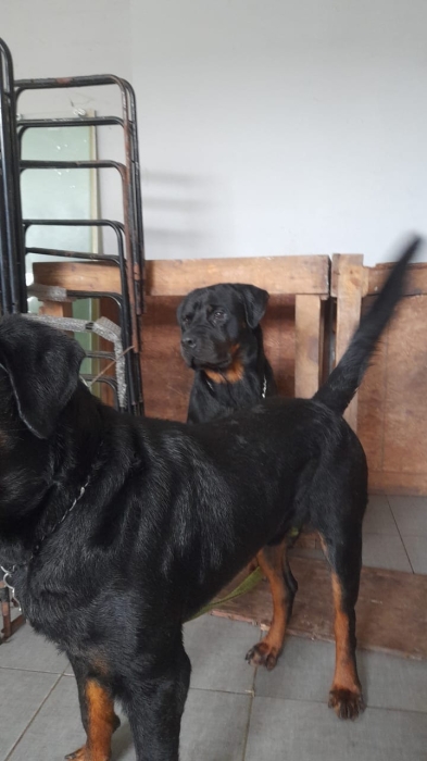 Rottweiler royal 👑