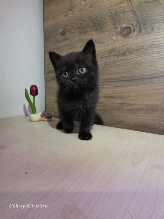 British shorthair