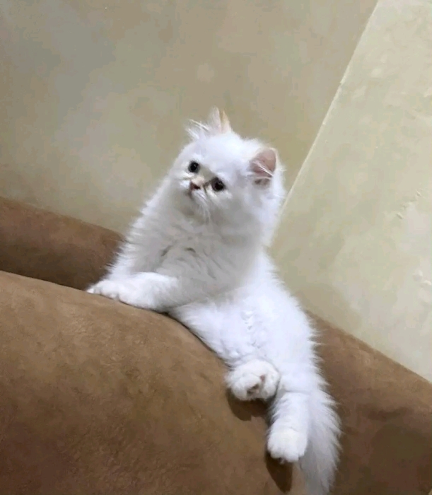 Kitten pur race