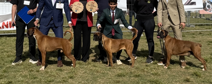 Boxer Blancs Pedigree Male et Femelle