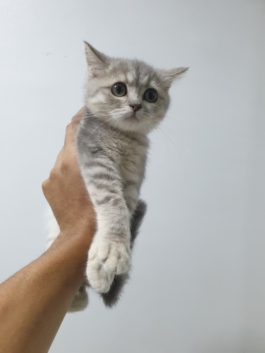 Scottish Fold & Straight