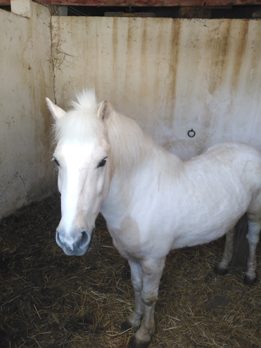 Poney a vendre