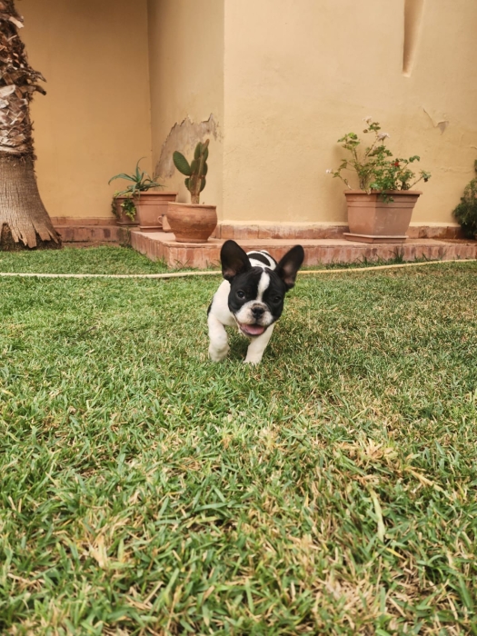 French bulldog
