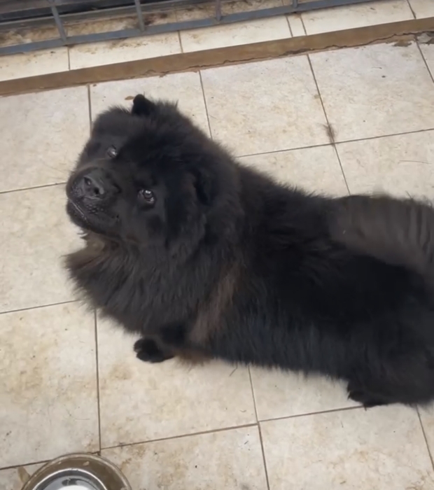 Chow-chow (+6 ans)