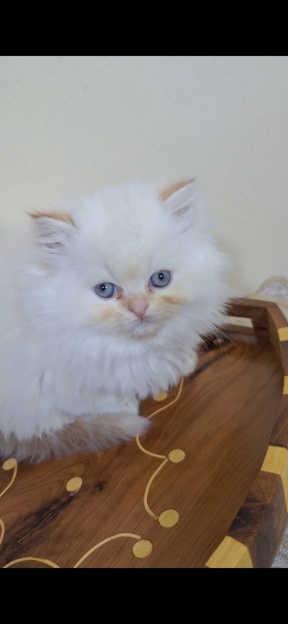 Chat persan himalaya