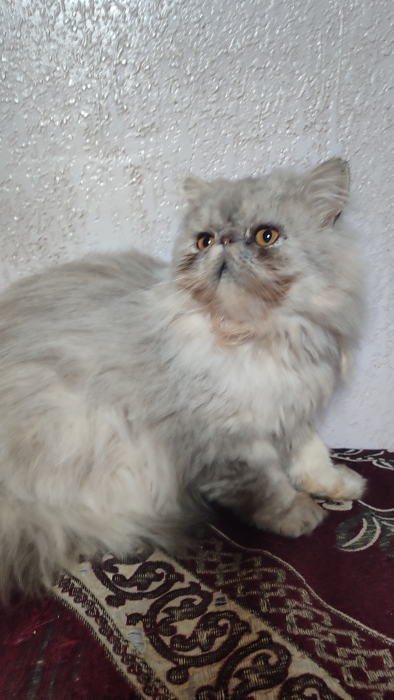 Mâle persan chinchilla