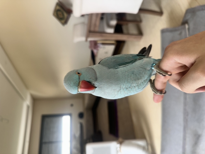 Perroquet à collier