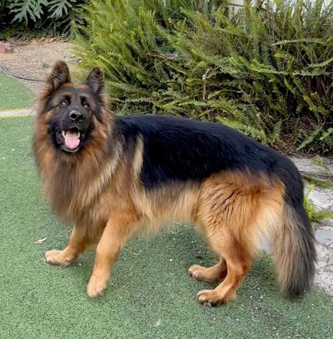 Magnifique portée de Berger Allemand pedgree