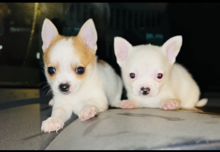 Chihuahua toy