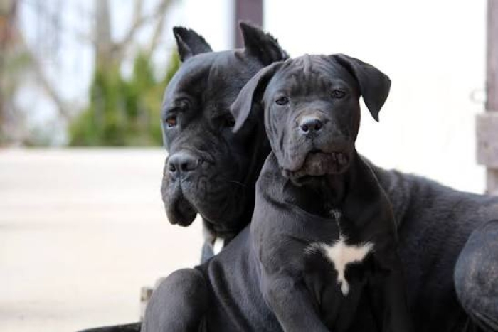 Magnifique portée cane corso pedigree