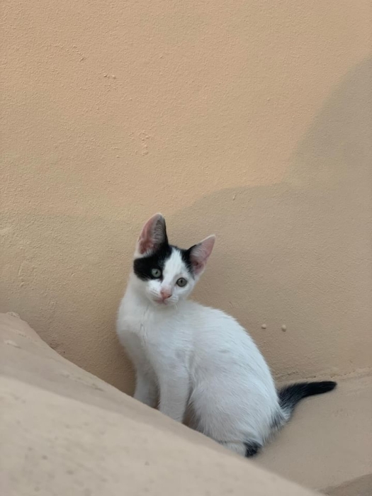 Mura pour adoption