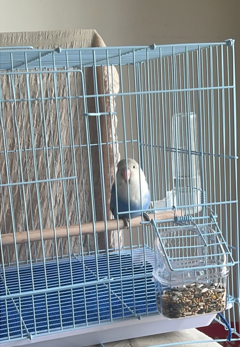 Oiseaux inséparable à vendre